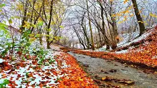 Sounds for sleeping and deep relaxation || The sound of a stream in the forest