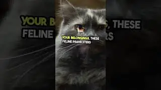 Cat Revenge Pranks_ Humans Beware! #cat #prank #revenge
