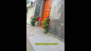 大門口千萬不要種植物！#农村自建房 #小房 #住房有講究