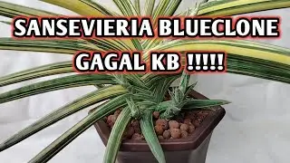 Sansevieria blueclone varigata indukan beranak banyak | sansevieria lavranos 1970 varigata 