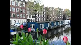 Tulpentijd 2024:  Tulpen uit Amsterdam - Annie Palmen