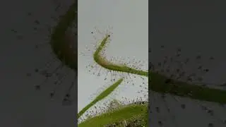 Dry chicken meat on a sundew -timelapse-