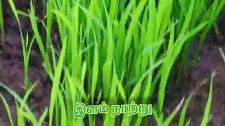 நெல் நாற்று தயார் செய்தல் நாற்றங்கால் நெல் நடவுக்கு நாற்று உருவாக்குதல் Rice Seedling Preparation