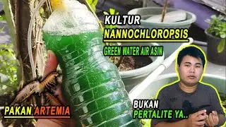 Cara Kultur Nannochloropsis | Green Water Air Asin - Pakan Artemia Terbaik