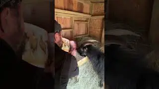 В козлином домике &laquo;Феррал Фрэнк&raquo; ему читают книгу. #feralfrank #goat #farmlife