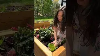 Выращиваем свой собственный сад травяного чая 🌺💚 #травянойчай #чайныйсад #садтрапов #выращивайсво...
