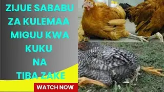 KUKU FARM. TUMIA NJIA HIZI 4 KUTATUA CHANGAMOTO YA KULEMAA KWA MIGUU KWA KUKU WAKO. @COLENDFARM