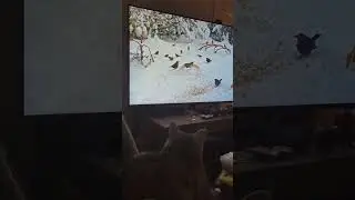 Breaking News On Pipp Pipp Nytt #birdhunting #pussycat #cats