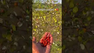 #farmvlog #farming #farmingvideo #farmer #kishan#trendingnow #viralvideo #viral #dailyvlog #trending