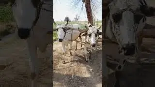 Traditional Irrigation of water lifting with Bull