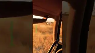 When You Meet Lions Up Close | Wild Lion Encounter Caught on Camera