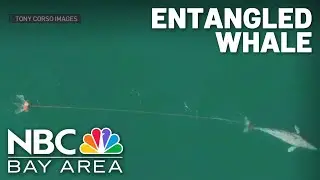 Effort to help entangled whale off Bay Area coast continues