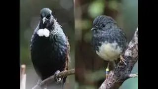 Waitakere Ranges and Aucklands West Coast Wildlife