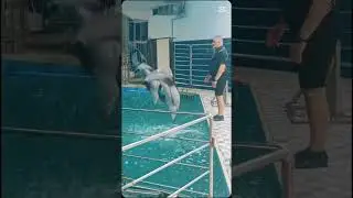 Viral show Dolphin village 2025 in Dammam | قرية الدولفين الدمام | #ViralInDammam #SaudiTourism