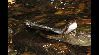 16. The Dancing Frogs