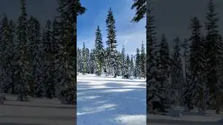 Somewhere in #norcal and #southernoregon. This is my #happyplace out in #nature with my #trees #snow