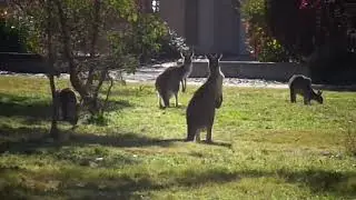 Kangaroos @ Kambah, Canberra 2023.