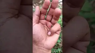 Asianbeetlesyou'veneverseen#anyunique#insects #beautifulinsects#nature#wildlife#animals#beetle
