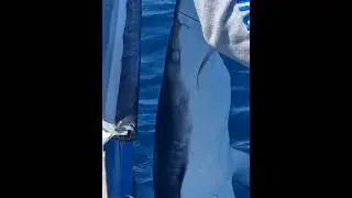 SHARKS in the UK #fish #fishing #outdoors #sportfishing
