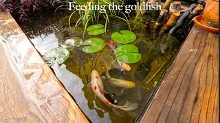 Goldfish Feeding Time...