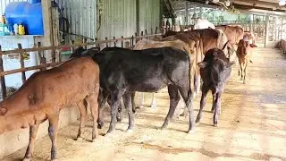 26 _ 1 _ 2026 trại bò thành trung 2 _ về bò cái bê  mẹ con LH 0977792285