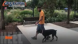 2 Year Old Rottweiler | Best Rottweiler Dog Training Oklahoma | Board & Train | E-Collar