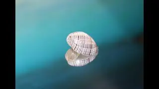 Раковина Хидатина Физис (Hydatina physis) 2,5 см.
