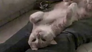 Laid back cat