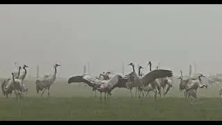 Kraanvogel (Bütgenbach)