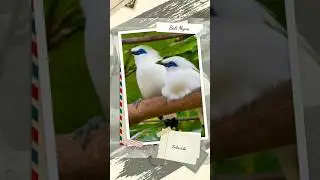 Preserving the Existence of Bali Myna: Uniqueness and Threats to the Endemic Birds of Bali Island