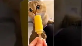 Cute Cat video unbelievable cat dance  #AnimatedAdventure   #funny #cat #cute #kidssongs