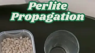 Perlite Propagation: Why and How? 🪴