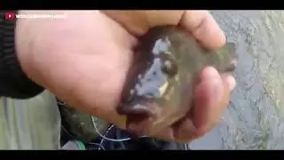 #mancing ikan di sungai code jogja