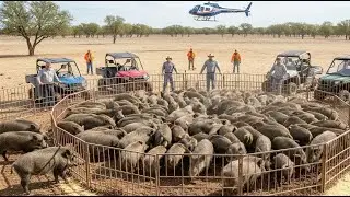 No Hunting Needed #american Farmers Still Capture 1.7 Million #WildBoars This Way #trapping