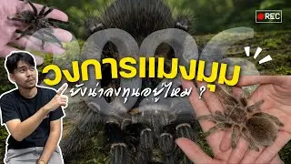 วงการแมงมุม ในปี 2026 ยังน่าลงทุนอยู่ไหม ? 