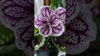 Flower means beauty, peace and happiness