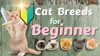 😍Top 10 cat Breeds🐈For First time Owners