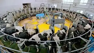 Intelligent Technology Smart Farming Cow Milking Machines | All Process to make Mozzarella & Cheese