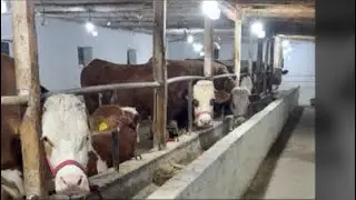 YANGI  BOZOR  SIGIRLAR 🐄MAKONI 🤴🏻PAQIR TESHAR FERMASI 🏃🏽&zwj;♂️☎️+99891-664-20-20