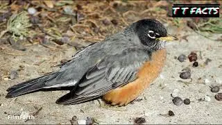 THE AMERICAN ROBIN | 20 FACTS ABOUT THE AMERICAN ROBIN