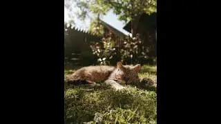 The Incredible Flexibility of Cats: Aerial Acrobatics Explained!