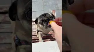 He LOVES eating FRUIT! 😋 #pugdog #cutedog #dogs