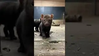 Bush Dog PupCam 🐾