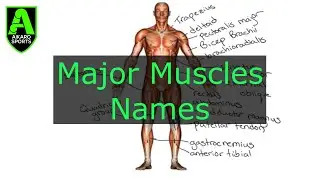 Major Muscles Names | Major Muscle Groups Of The Human Body | Aikaro