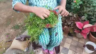 RGzzz PLANT GARDEN's TURTLE VEIN LSS(LIKE SHARE SUBSCRIBE)