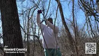 Volunteer for Tree Savers