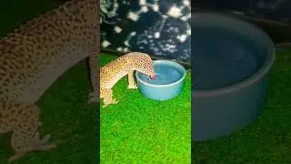 Spyro Staying 💧Hydrated💧 #cute #gecko #leopardgecko #lizard #reptiles #asmr #peaceful #wholesome