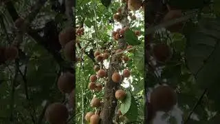 Buah yang sekarang mulai langka di Indonesia #buahlangka #shorts