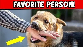 How Do Dogs Choose Their FAVORITE PERSON (Is That You?) 🐕&zwj;🦺