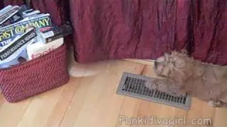 Chili Dawg (barking at a can)